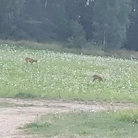 Lesny Dworek - Super Z Tv I Salonem Kominkowym Rum i privatbostad *